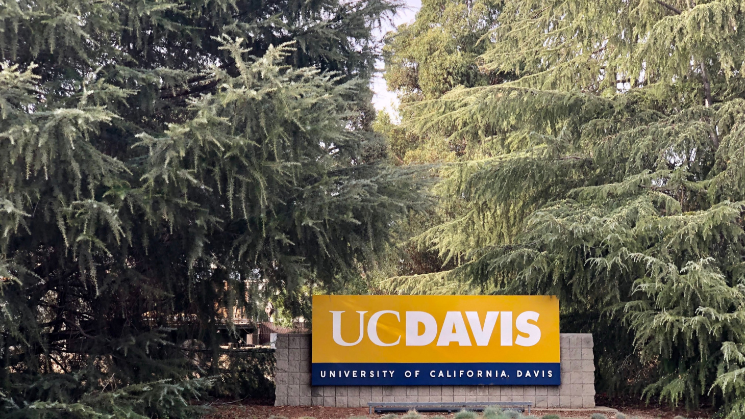 UC Davis Transfer Acceptance Rate and Requirements — 2024
