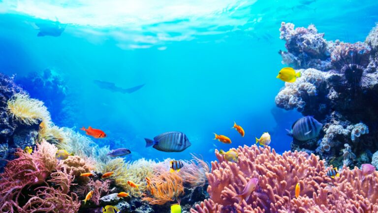 ALL ABOUT THE OCEAN FOR KIDS visual data 7